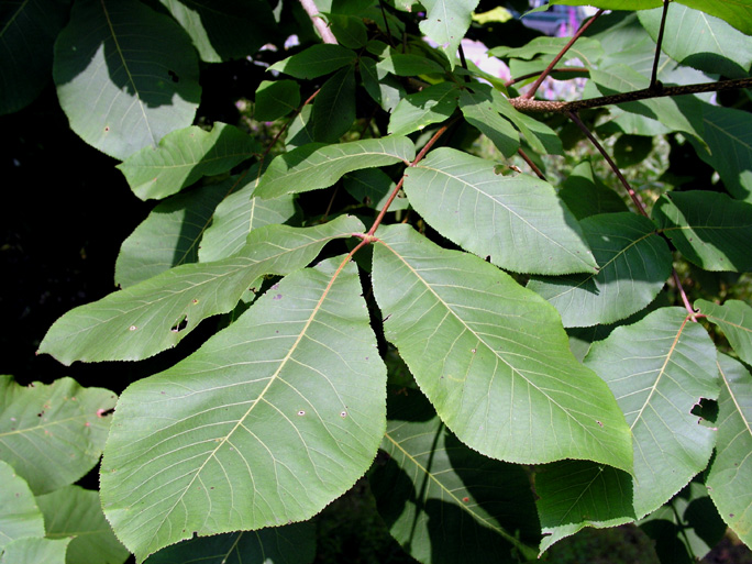 elm tree leaves identification. elm tree leaves identification