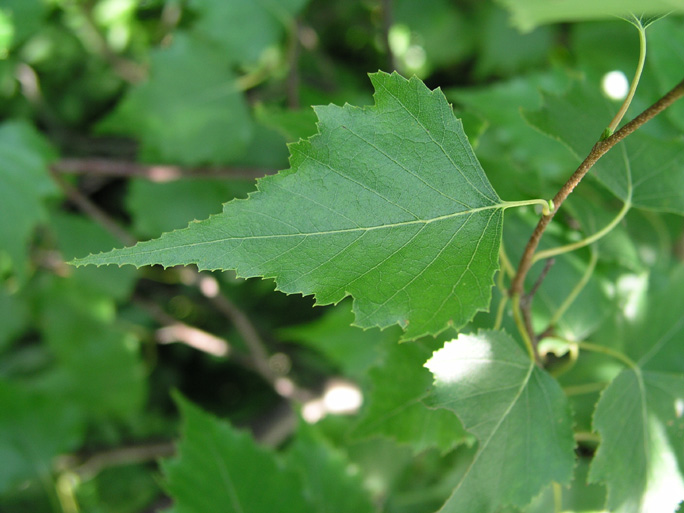 Hiker's Guide to the Trees, Shrubs, and Woody Vines of Ricketts Glen ...