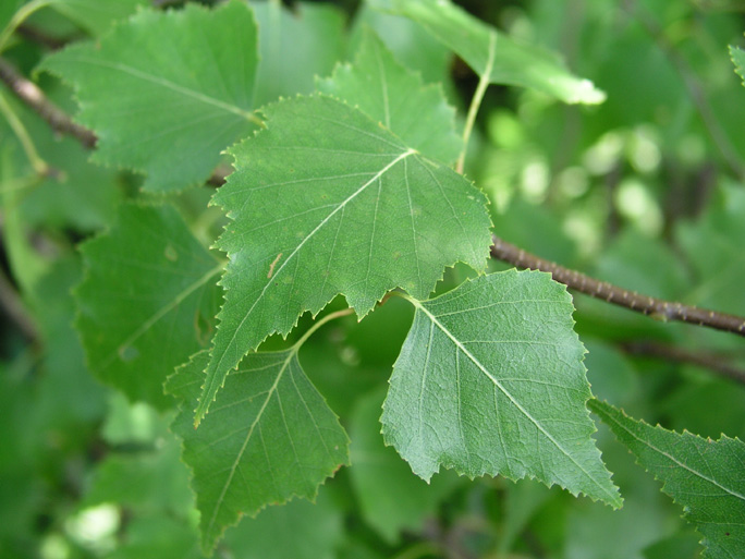 Hiker's Guide to the Trees, Shrubs, and Woody Vines of Ricketts Glen ...